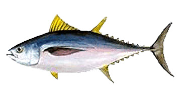 Tailles minimales pour la pêche à Patudo o Tuna
